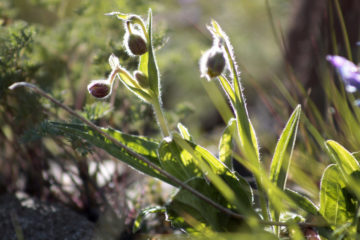 Flora in Arctic appeared 10-13 million years ago