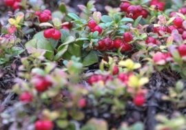 Cowberry carpets spread in Norilsk tundra