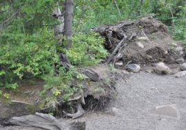 Plants, wet soil and ice compensate for permafrost degradation