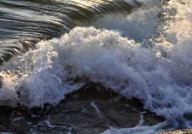 Previously unknown algae to help monitor Arctic state