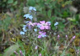 Taimyr residents to make Arctic greener