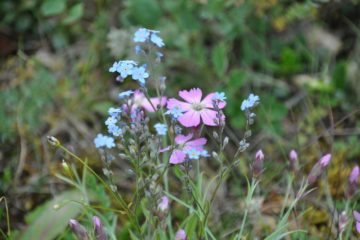 Taimyr residents to make Arctic greener