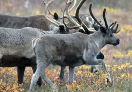 Norwegian reindeer ate moss in Russia worth 47 million crones