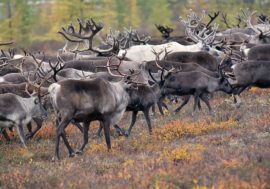 Deer Land available online