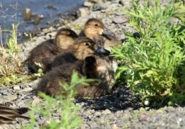 Duck family brings City lake to life