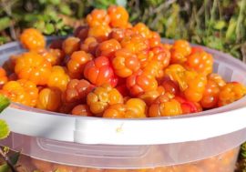 Cloudberries ripen in Norilsk tundra