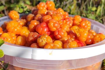 Cloudberries ripen in Norilsk tundra