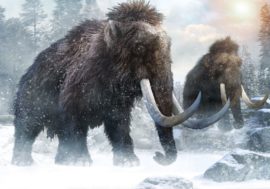 Extinct mammoths in Russian Arctic to be replaced by bisons