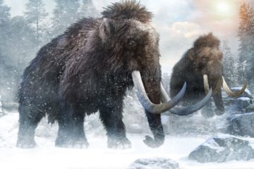 Extinct mammoths in Russian Arctic to be replaced by bisons