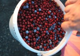 Autumn Signs fair to be held in Taimyr capital