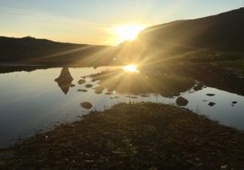Dinosaurs time carnivorous mushrooms found in Taimyr amber