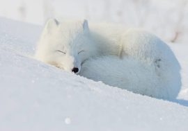 Arctic foxes change tundra ecosystem