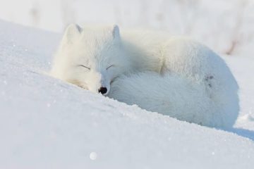 Arctic foxes change tundra ecosystem