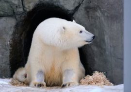Polar bear Dikson died at Moscow Zoo