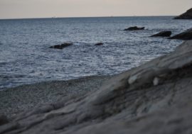 Marine fish shrink in size due to climate warming