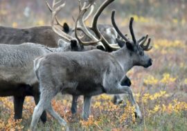 Domestic reindeer counted in Taimyr
