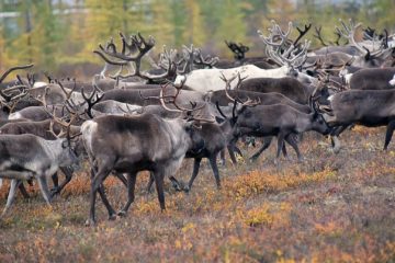 Northern initiatives’ authors to purchase deer and hunting dogs