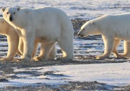 Polar bears to be protected from extinction