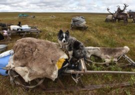 Compensation to be increased for Taimyr fishermen