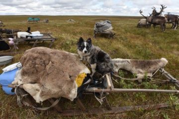 Compensation to be increased for Taimyr fishermen