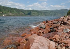 Siberian geologists released sterlet fry into Yenisey