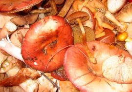 This year mushroom season  please Norilsk residents