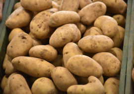 Potatoes harvested from open ground near Hatanga