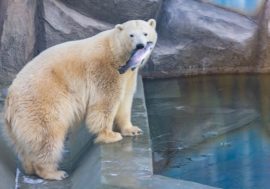 In Krasnoyask Marfa bear prepared for family life
