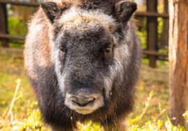 Musk ox Alana in Krasnoyarsk flora and fauna park got horns