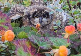 Norilsk residents discuss unusual cloudberry owlet photo