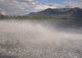 Salmon moves to Arctic for spawning