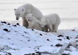 Climate change leads to animals extinction