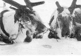 In 1931 Taimyr fought anthrax epidemic