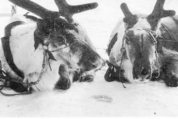 In 1931 Taimyr fought anthrax epidemic