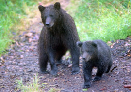 Artificial intelligence to help protect people from bears