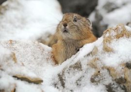 Norilsk tundra rodents prepare for long winter