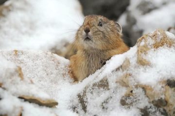 Norilsk tundra rodents prepare for long winter