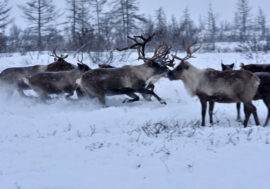 SFU scientists study wild reindeer population in Norilsk