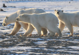 Environmentalists counted 42 polar bears from Taimyr to Yamal