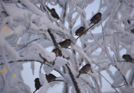 Scientists found five rare bird species in Norilsk