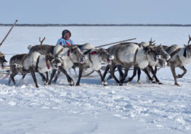 Northern reindeer herders to get shortwave communication system