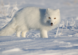 Norilsk woman’s photo became best one about Arctic