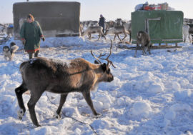 Reindeer can fall into unique state – slow-wave sleep