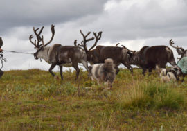 Reindeer herders, fishermen and future social networks