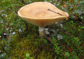 Local mushrooms postcards to be good gift
