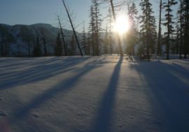 Microbes in Arctic can thwart climate change