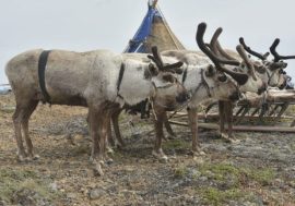 Reindeer pastures may mitigate climate change