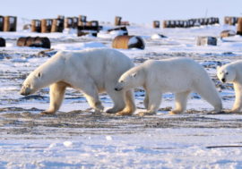 Bears number in Krasnoyarsk region exceeds norm