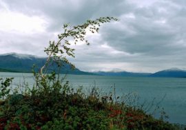 Taimyr coast research available online