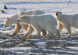 Polar bears lose weight during ice-free periods
